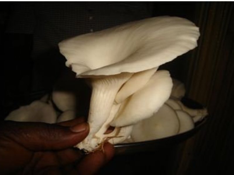 Nightshade mushroom discount
